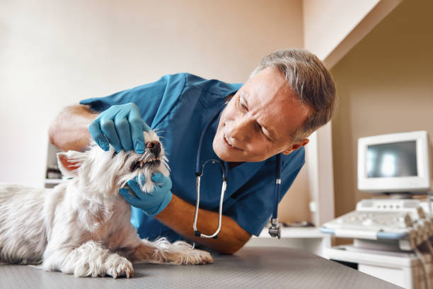 Best Same-Day Emergency Dental Services in Waynesburg, OH